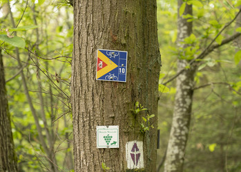 Baum mit Mountainbike-Schild im Pfälzerwald | © VRRN / Christian Buck