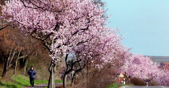 Mandelblüte an der Deutschen Weinstraße | © Rhein-Neckar