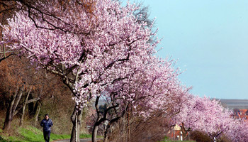 Mandelblüte an der Deutschen Weinstraße | © Rhein-Neckar Mandelblüte an der Deutschen Weinstraße | © Rhein-Neckar
