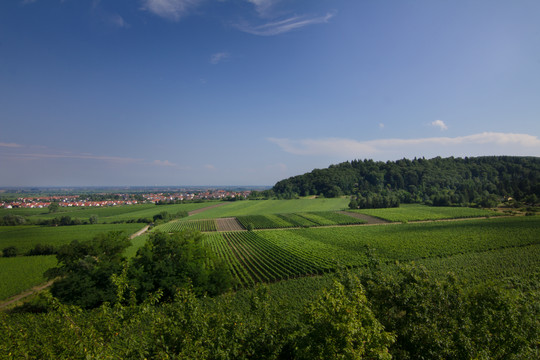 Weinbau in der Pfalz | © Rhein-Neckar