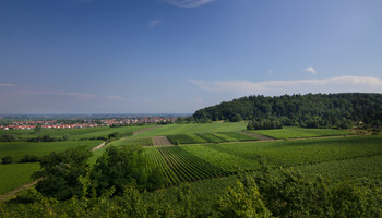 Weinbau in der Pfalz | © Rhein-Neckar Weinbau in der Pfalz | © Rhein-Neckar