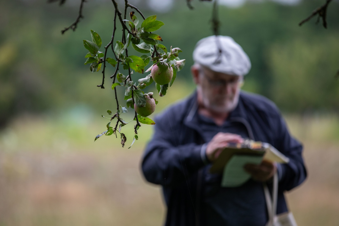 Im Vordergrund ein Zweig mit Frucht, im Hintergrund ein Mann. | © Arthur Bauer