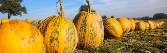 Kürbisse im Herbst | © Rhein-Neckar