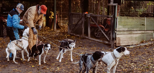 Schlittenhunde | © Sebastian Weindel