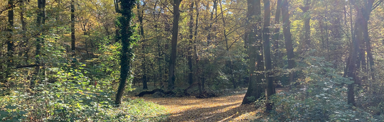 Blick in den Wald | © MRN GmbH