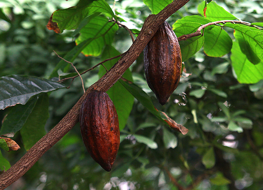 Kakaopflanze | © Schokinag GmbH
