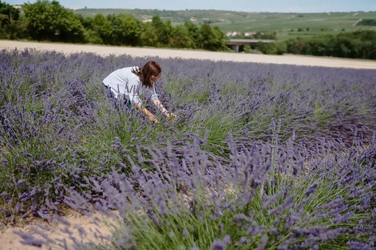 Lavendel in der Pfalz | © Sebastian Weindel