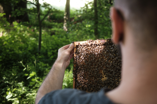 Imker von hinten mit Bienenvolk | © Julian Beekmann