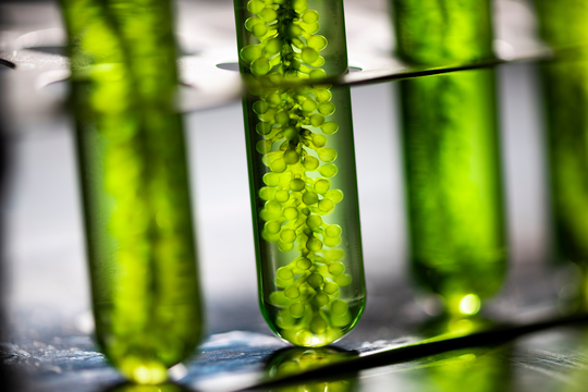Bioökonomie | © AdobeStock