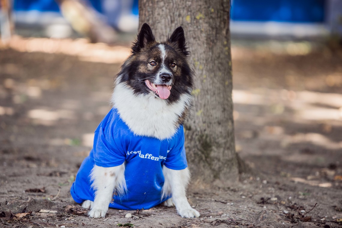 Hund trägt ein blaues T-Shirt  | © MRN GmbH