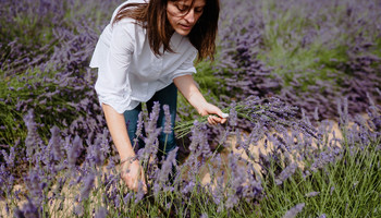 Frau pflückt Lavendel in blühendem Lavendelfeld | © VRRN / Buck
