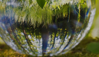 Nahaufnahme eines Tropfens auf dem Waldboden | © MRN GmbH