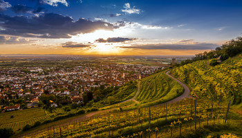 Sonnenuntergang in den Weinbergen | © MRN GmbH Sonnenuntergang in den Weinbergen bei Schriesheim | © MRN GmbH