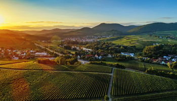 Weinberge bei Sonnenuntergang | © Rhein-Neckar