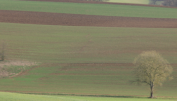 Felder mit Bäumen im Nebel | © VRRN / CP